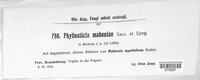 Phyllosticta mahoniae image